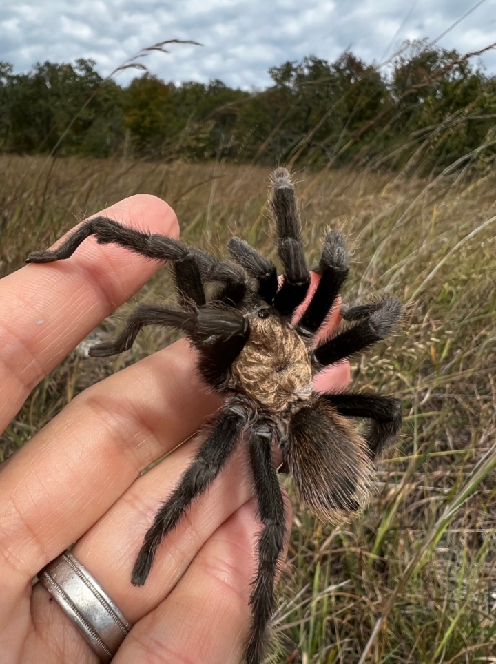 Texas Brown Tarantula